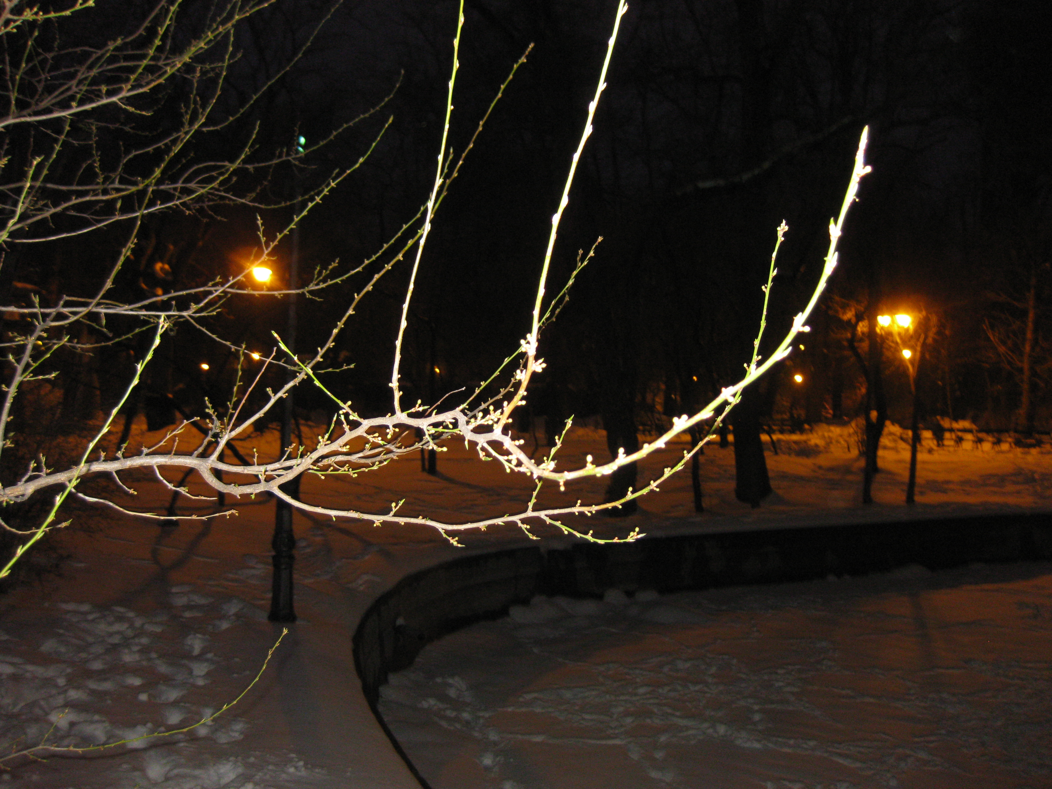 CRENGUTA INMUGURITA SURPRINSA DE IARNA VENITA IN 24 MARTIE 2018 IN PARCUL CISMIGIU CRENGUTA INMUGURITA SURPRINSA DE IARNA VENITA IN 24 MARTIE 2018 IN PARCUL CISMIGIU